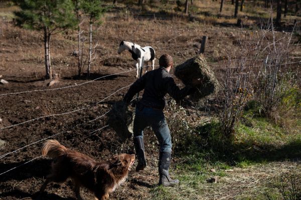 Alex Heathen feeding horses