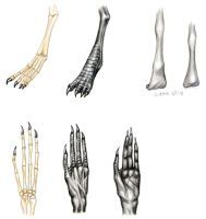 Dawn Hunter hands and feet