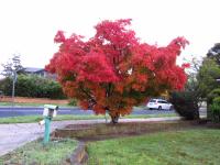 Japanese maple