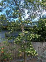 Native frangipani