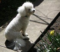Sasha in the backyard