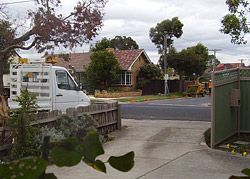 Another tree is murdered