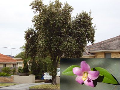 Unidentified street tree