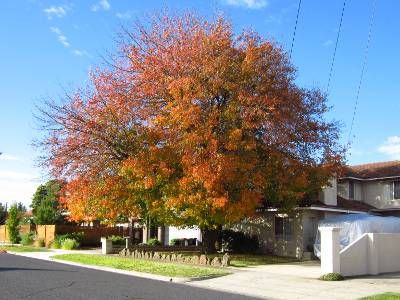 Liquidambar tree on a Moorabbin street