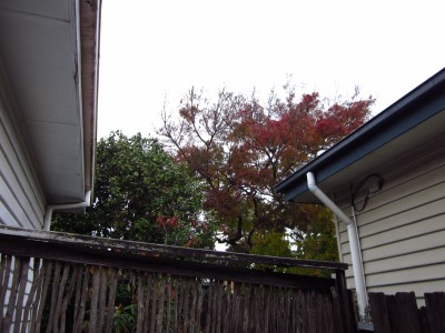 Street tree next door, 11/5/2014
