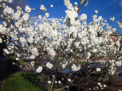 White cherry blossom