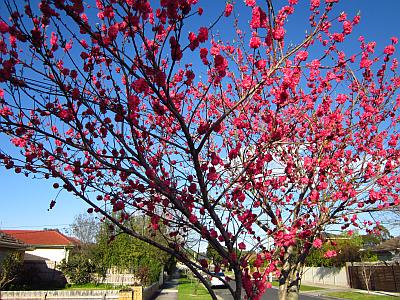 Dark pink cherry blossom