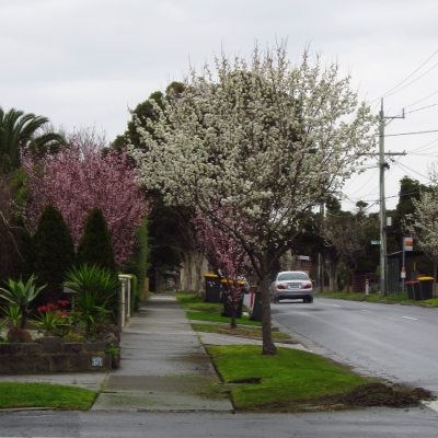 Plum and Ornamental Pear blossoms