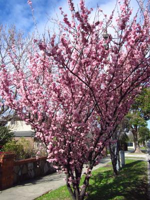 Street tree plum blossom, 16/8/2018