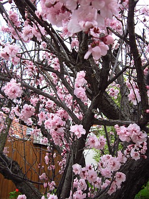 Local plum blossom