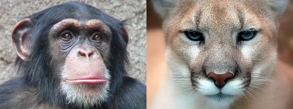 Chimp and cougar
