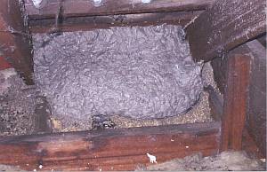 Wasp nest - uninvited guests!