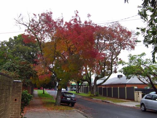 Claret Ash street trees, Surrey Street