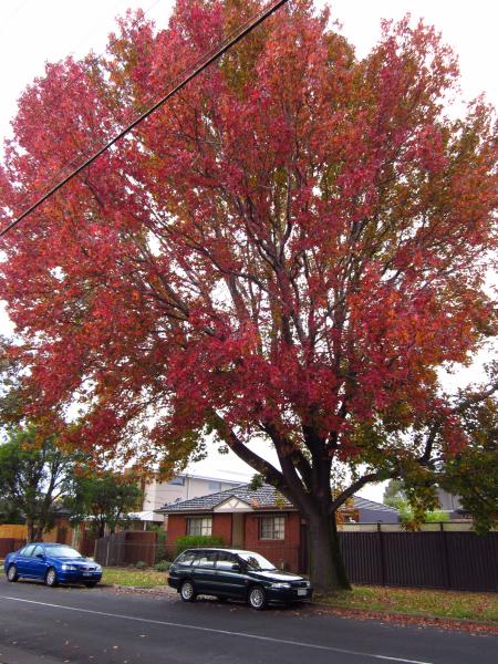 Liquidambar, Mawby Road