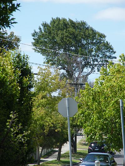 Neighborhood Liquidambar being felled