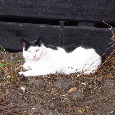 Stray cat in front yard of parent's home