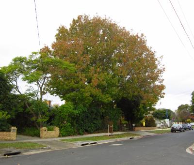 Liquidambar at 13 Delhi St, 22/4/2016