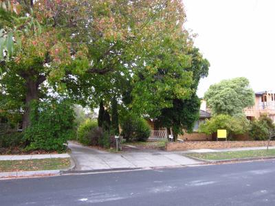 Liquidambar at 13 Delhi St, 22/4/2016