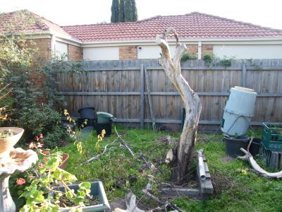 Remnant of our lemon tree, 18/5/2016